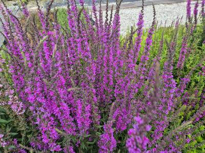 Bild von /bilder/bluehapp/thumb/lytsls_Lythrum_salicaria___Lady_Sackville___P-4641540001_T-b_Y-25_K-28_32674.jpg