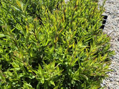 Bild von /bilder/bluehapp/thumb/lytsmp_Lythrum_salicaria___Morden_Pink___P-4641570001_T-k_Y-25_K-24_88908.jpg