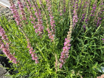 Bild von /bilder/bluehapp/thumb/lytspt_Lythrum_salicaria___Pink_Tails___P-4641575001_T-b_Y-25_K-26_63905.jpg