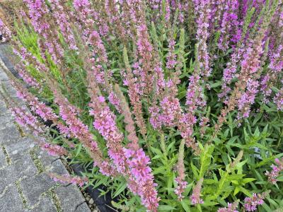Bild von /bilder/bluehapp/thumb/lytspt_Lythrum_salicaria___Pink_Tails___P-4641575001_T-b_Y-25_K-28_47929.jpg