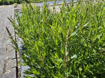 Bild von /bilder/bluehapp/thumb/lytspt_Lythrum_salicaria___Pink_Tails___P-4641575001_T-k_Y-25_K-24_39483.jpg