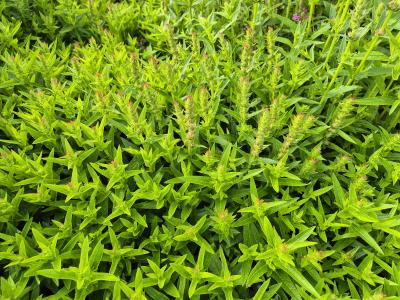 Bild von /bilder/bluehapp/thumb/lytsrob_Lythrum_salicaria___Robin___P-4641580001_T-k_Y-25_K-26_52084.jpg