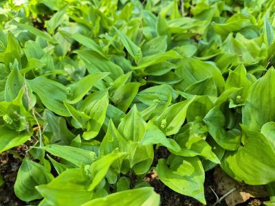 Bild von /bilder/bluehapp/thumb/maib_Maianthemum_bifolium___P-4681000001_T-k_Y-25_K-18_53596.jpg