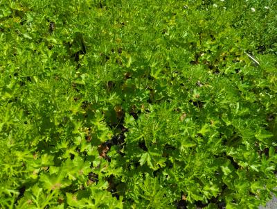 Bild von /bilder/bluehapp/thumb/malmal_Malva_moschata___Alba___P-4701510001_T-k_Y-24_K-25_92296_aktiv_.jpg