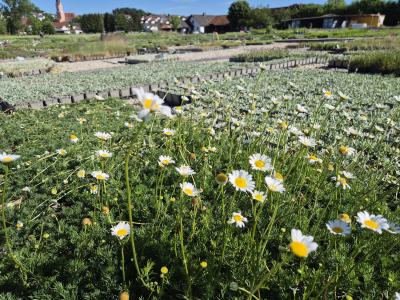 Bild von /bilder/bluehapp/thumb/matc_Tripleurospermum_caucasica_P-4741000001_T-k_Y-26_K-22_67168.jpg