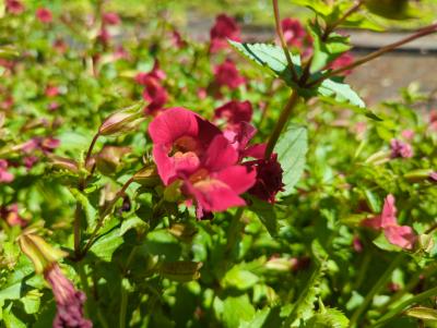 Bild von /bilder/bluehapp/thumb/mimcrk_Mimulus_cupreus___Roter_Kaiser___P-4841010001_T-b_Y-22_K-24_37258_aktiv_.jpg