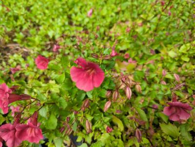 Bild von /bilder/bluehapp/thumb/mimcrk_Mimulus_cupreus___Roter_Kaiser___P-4841010001_T-b_Y-22_K-28_54393_aktiv_.jpg