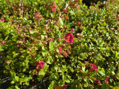 Bild von /bilder/bluehapp/thumb/mimcrk_Mimulus_cupreus___Roter_Kaiser___P-4841010001_T-k_Y-23_K-27_38632_aktiv_.jpg