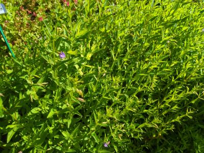 Bild von /bilder/bluehapp/thumb/mimr_Mimulus_ringens_P-9642500001_T-k_Y-23_K-27_66089_aktiv_.jpg