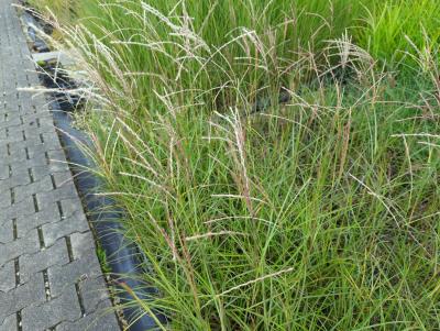 Bild von /bilder/bluehapp/thumb/missgra_Miscanthus_sinensis___Graciella___P-8002525001_T-b_Y-23_K-37_61904_aktiv_.jpg