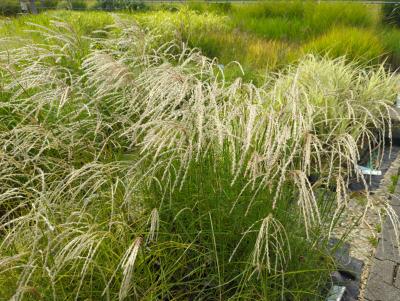 Bild von /bilder/bluehapp/thumb/misskf_Miscanthus_sinensis___Kleine_Fontäne_P-8002535001_T-b_Y-24_K-30_70209_aktiv_.jpg