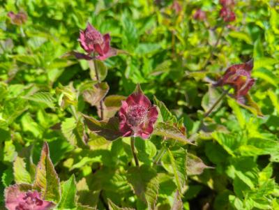 Bild von monfbh_Monarda_fistulosa___Bee_Happy___R_P-4921017001_T-k_Y-22_K-24_13602_aktiv_.jpg