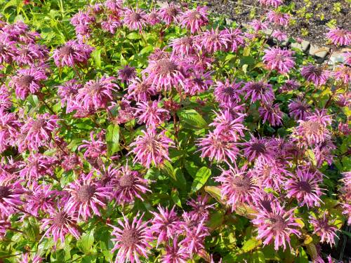 Bild von /bilder/bluehapp/thumb/monfbl_Monarda_fistulosa___Blaukranz___P-4921020001_T-b_Y-21_K-29_79122_aktiv_.jpg