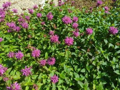 Bild von /bilder/bluehapp/thumb/monfbl_Monarda_fistulosa___Blaukranz______P-4921020001_T-b_Y-23_K-27_14702_aktiv_.jpg