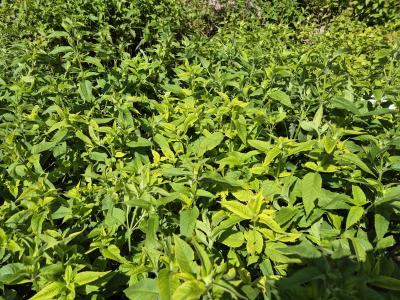 Bild von /bilder/bluehapp/thumb/monfbla_Monarda_fistulosa___Blaustrumpf_____P-4921025001_T-k_Y-25_K-25_54473.jpg