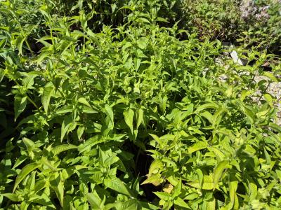 Bild von /bilder/bluehapp/thumb/monfcp_Monarda_fistulosa___Croftway_Pink_____P-4921035001_T-k_Y-25_K-25_32487.jpg