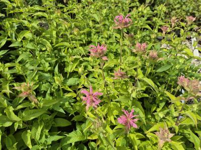 Bild von /bilder/bluehapp/thumb/monfcp_Monarda_fistulosa___Croftway_Pink_____P-4921035001_T-k_Y-25_K-26_78217.jpg