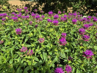 Bild von /bilder/bluehapp/thumb/monfhu_Monarda_fistulosa___Huckleberry_____P-4921044501_T-b_Y-25_K-26_56633.jpg