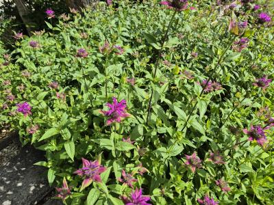 Bild von /bilder/bluehapp/thumb/monfhu_Monarda_fistulosa___Huckleberry_____P-4921044501_T-b_Y-25_K-26_60357.jpg