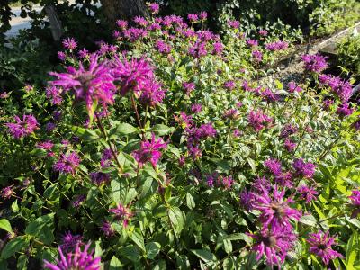 Bild von /bilder/bluehapp/thumb/monfhu_Monarda_fistulosa___Huckleberry_____P-4921044501_T-b_Y-25_K-27_47466.jpg