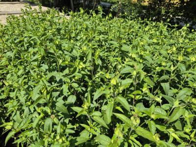Bild von /bilder/bluehapp/thumb/monfhu_Monarda_fistulosa___Huckleberry_____P-4921044501_T-k_Y-25_K-25_71657.jpg