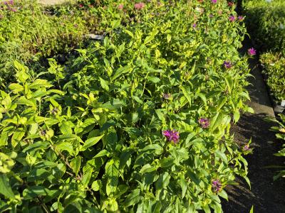 Bild von /bilder/bluehapp/thumb/monfpr_Monarda_fistulosa___Präriebrand___P-4921055001_T-b_Y-25_K-27_59263.jpg