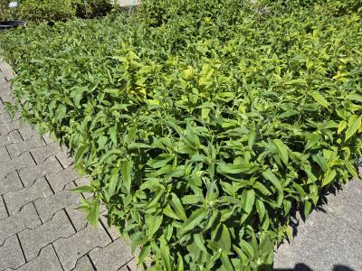 Bild von /bilder/bluehapp/thumb/monfpr_Monarda_fistulosa___Präriebrand___P-4921055001_T-k_Y-25_K-25_72114.jpg