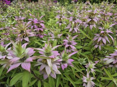 Bild von Monarda punctata