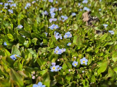 Bild von /bilder/bluehapp/thumb/myor_Myosotis_rehsteineri_P-9671500001_T-b_Y-25_K-16_31695.jpg