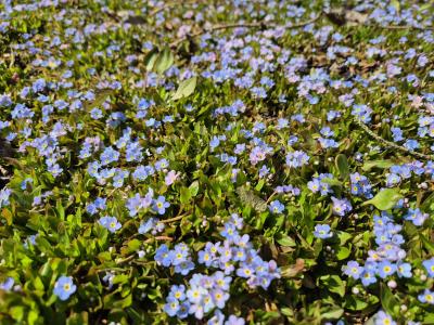 Bild von /bilder/bluehapp/thumb/myor_Myosotis_rehsteineri_P-9671500001_T-b_Y-26_K-16_75838.jpg