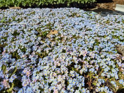 Bild von /bilder/bluehapp/thumb/myor_Myosotis_rehsteineri_P-9671500001_T-b_Y-26_K-17_28125.jpg
