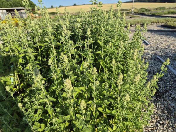 Bild von /bilder/bluehapp/thumb/nepcc_Nepeta_cataria_ssp__citriodora_P-5060800001_T-k_Y-26_K-26_41191.jpg