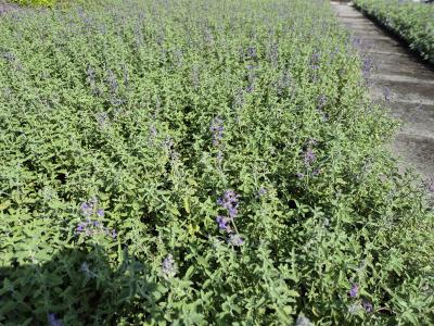 Bild von /bilder/bluehapp/thumb/nepf_Nepeta_x_faassenii_P-5061000001_T-k_Y-25_K-36_74745.jpg