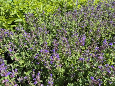 Bild von /bilder/bluehapp/thumb/nepfbl_Nepeta_x_faassenii___Blauknirps___P-5061003001_T-b_Y-25_K-36_25055.jpg