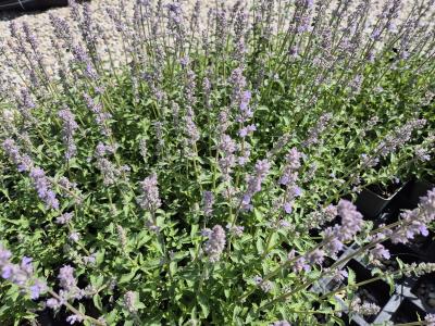 Bild von /bilder/bluehapp/thumb/nepfgl_Nepeta_x_faassenii___Gletschereis_____P-5061007001_T-b_Y-26_K-19_91475.jpg