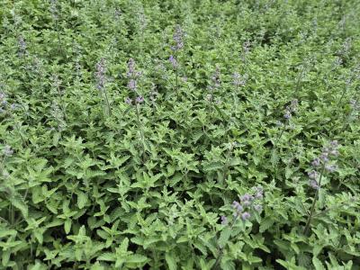 Bild von /bilder/bluehapp/thumb/nepfse_Nepeta_x_faass____Senior_____P-5061019001_T-b_Y-25_K-23_32016.jpg