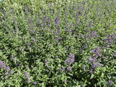 Bild von /bilder/bluehapp/thumb/nepfse_Nepeta_x_faass____Senior_____P-5061019001_T-b_Y-25_K-24_95543.jpg