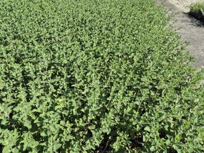 Bild von /bilder/bluehapp/thumb/nepfshg_Nepeta_x_faass____Six_Hills_Giant____P-5061010001_T-k_Y-25_K-18_13206.jpg