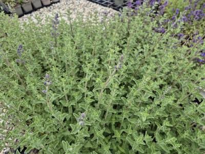 Bild von /bilder/bluehapp/thumb/nepfshg_Nepeta_x_faass____Six_Hills_Giant____P-5061010001_T-k_Y-25_K-20_60362.jpg