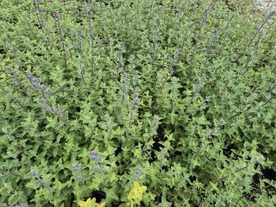 Bild von /bilder/bluehapp/thumb/nepfshg_Nepeta_x_faass____Six_Hills_Giant____P-5061010001_T-k_Y-25_K-21_13688.jpg