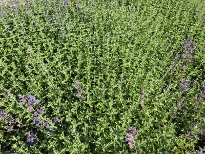 Bild von /bilder/bluehapp/thumb/nepfshg_Nepeta_x_faass____Six_Hills_Giant____P-5061010001_T-k_Y-25_K-25_89683.jpg