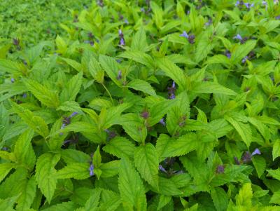 Bild von /bilder/bluehapp/thumb/nepmmb_Nepeta_manchuriensis___Manchu_Blue_____P-5061570001_T-k_Y-23_K-30_50394_aktiv_.jpg