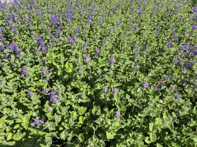 Bild von /bilder/bluehapp/thumb/nepr_Nepeta_racemosa__mussinii__P-5062000001_T-k_Y-25_K-18_80965.jpg