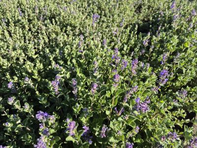 Bild von /bilder/bluehapp/thumb/nepr_Nepeta_racemosa__mussinii__P-5062000001_T-k_Y-26_K-18_70214.jpg