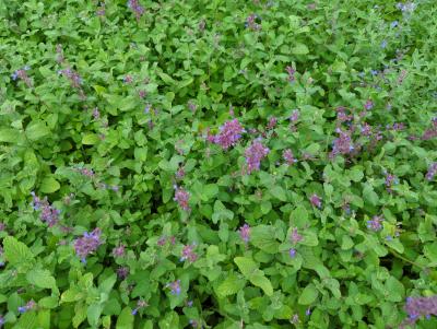 Bild von /bilder/bluehapp/thumb/neprgr_Nepeta_racemosa___Grog____P-5062030001_T-b_Y-24_K-32_23000_aktiv_.jpg