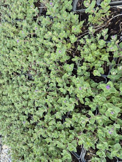 Bild von /bilder/bluehapp/thumb/neprgr_Nepeta_racemosa___Grog____P-5062030001_T-k_Y-26_K-16_99491.jpg