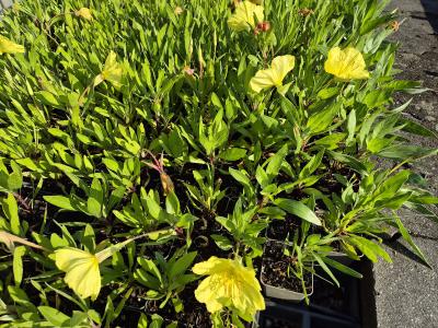 Bild von /bilder/bluehapp/thumb/oenm_Oenothera_missouriensis_P-5102000001_T-k_Y-25_K-27_86782.jpg