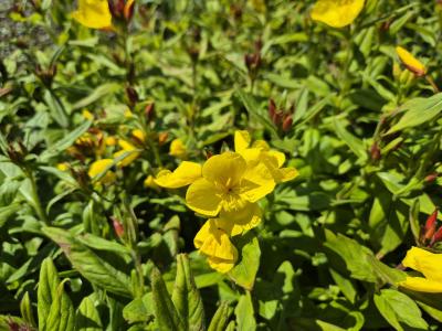 Bild von Oenothera pilosella Yella Fella