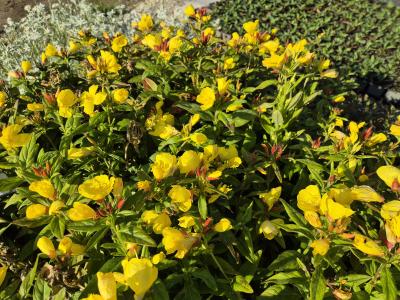 Bild von /bilder/bluehapp/thumb/oenpyf_Oenothera_pilosella___Yella_Fella___P-5102700001_T-b_Y-25_K-25_34674.jpg