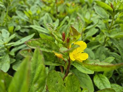 Bild von Oenothera pilosella Yella Fella